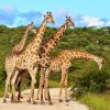 Kenya: An East Coast Combination of Savannas, Forests, Mountain Ranges